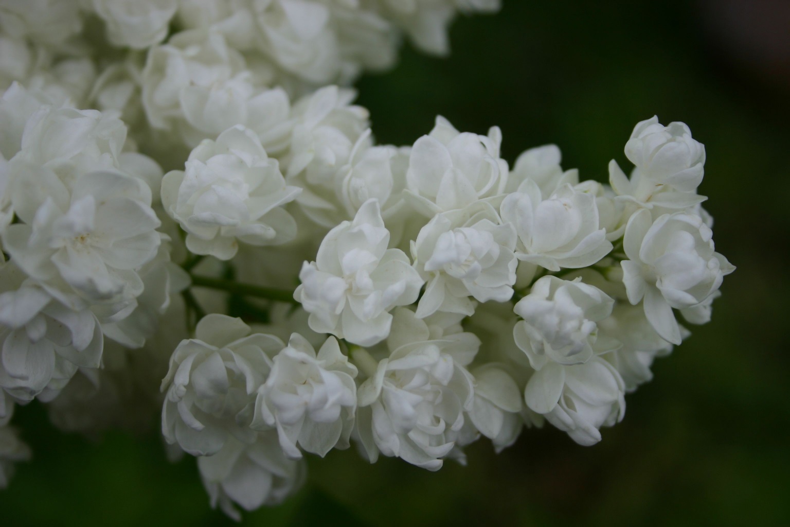 Syringa vulgaris ''Pamyat o Kolesnikove" (Tribute to Kolesnikov) 